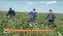 "Lavoriamo in Italia, ora regolarizzateci"