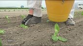Sanatoria per i lavoratori agricoli stranieri