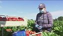 "Cambio lavoro causa virus"