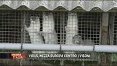 Virus, mezza Europa contro i visoni