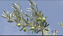 Produzione delle olive in forte calo