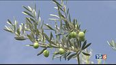 Produzione delle olive in forte calo