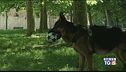 Un patentino per chi possiede un cane