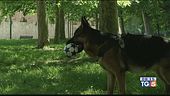 Un patentino per chi possiede un cane