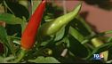Il peperoncino