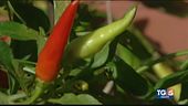 Il peperoncino