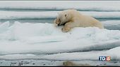 Quel lato irresistibile e tenero degli animali