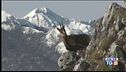 I camosci del Parco Nazionale d'Abruzzo