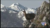 I camosci del Parco Nazionale d'Abruzzo