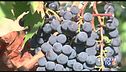 Il Brunello di Montalcino