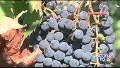 Il Brunello di Montalcino