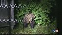 Si sveglia dal letargo è caccia all'orso M49