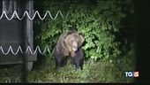 Si sveglia dal letargo è caccia all'orso M49
