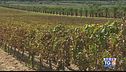 Gusto di Vino: Valle dell'Acate