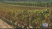 Gusto di Vino: Valle dell'Acate