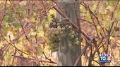 Alla scoperta delle origini del Soave