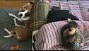 Non abbandonate gli animali