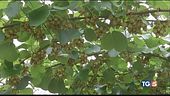 Moria di piante di kiwi nell'Agro pontino