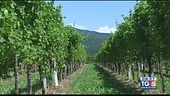 Gusto DiVino: era Tocai ora si chiama Friulano
