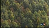 Ferragosto di fuoco, avanzano le foreste