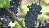 Gusto di Vino: il Nero d'Avola