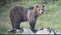 L'orso M49 si supera e rompe il radiocollare