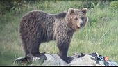 L'orso M49 si supera e rompe il radiocollare