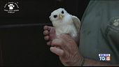 Animali salvati