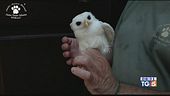 Animali salvati