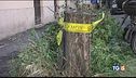 Roma, torna la pioggia e cadono alberi