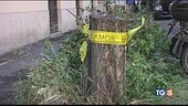 Roma, torna la pioggia e cadono alberi