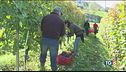 Mancano i voucher, vendemmia a rischio