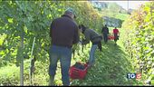 Mancano i voucher, vendemmia a rischio