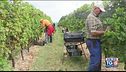 Vendemmia buona e abbondante