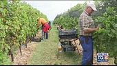 Vendemmia buona e abbondante