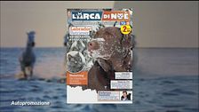 Il can-piello