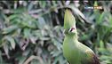 Il turaco verde