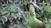 Il turaco verde