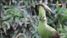 Il turaco verde
