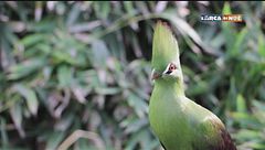 Il turaco verde