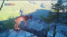 La lince: il fantasma dei boschi