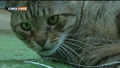 Puntata del 15 novembre