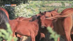 Puntata del 6 dicembre
