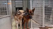Kalù e Lara cercano famiglia