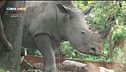 Due rinoceronti bianchi al Bioparco di Roma
