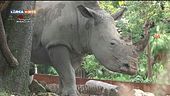 Due rinoceronti bianchi al Bioparco di Roma