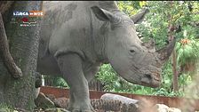 Due rinoceronti bianchi al Bioparco di Roma