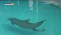 La nascita di un delfino