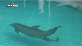 La nascita di un delfino