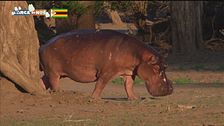 L'ippopotamo dello Zimbabwe